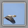White Stork (5)